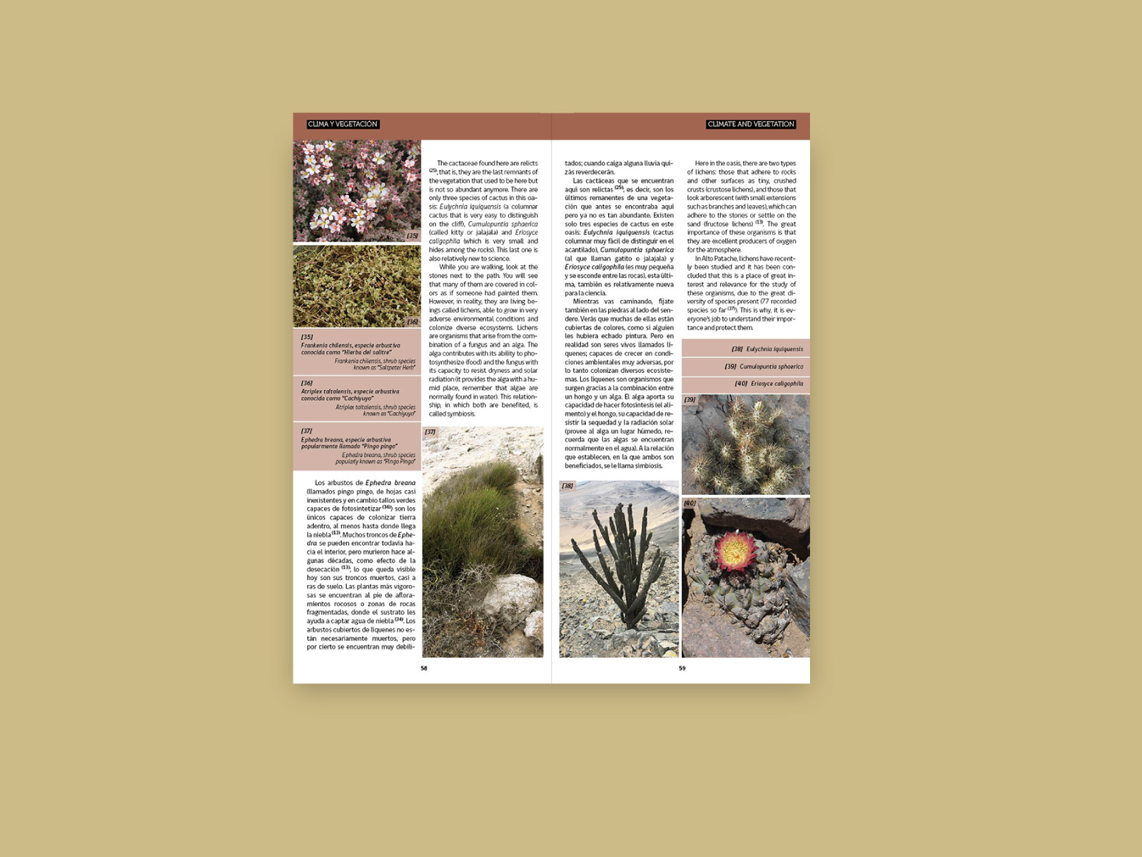 altopatache_08_1600x1200px diagramación de topoguía bilingüe y mapa de recorrido para el desierto de niebla alto patache. diseño de sistema de íconos y paleta de color acorde al paisaje