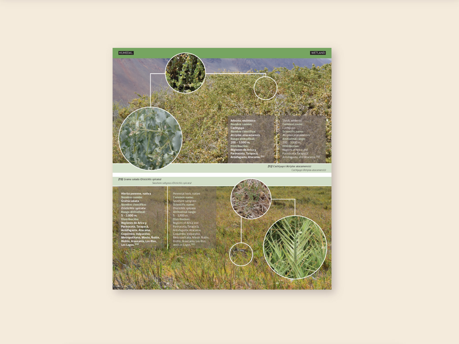 rioloa_02_1600x1200px diagramación de topoguía bilingüe y mapa de recorrido para la desembocadura del río loa. diseño de sistema de íconos, infografías y paleta de color acorde al paisaje